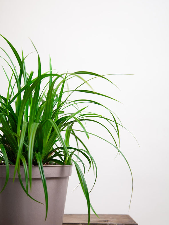 The long, mid-green leaves of the Carex Irish Green grass arch into mounds creating year-long interest.